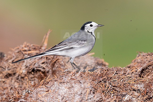 White Wagtail (Motacilla alba), side view of an adult male in winter plumage standing on manure, Campania, Italy stock-image by Agami/Saverio Gatto,