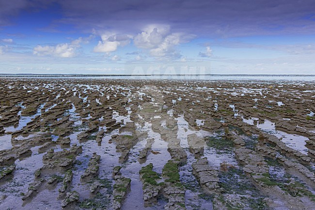 Waddengebied bij Ternaard, tidalflats at Ternaard stock-image by Agami/Wil Leurs,