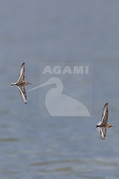 sanderling (calidris alba) in breeding plumage in flight, found at Buir Nuur (Buir Lake) in Dornod Aimag in Mongolia stock-image by Agami/Mathias Putze,