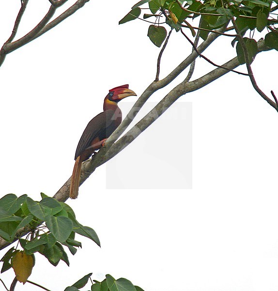 Rufous Hornbill (Buceros hydrocorax), also known as the Philippine hornbill and locally as kalaw. stock-image by Agami/Pete Morris,