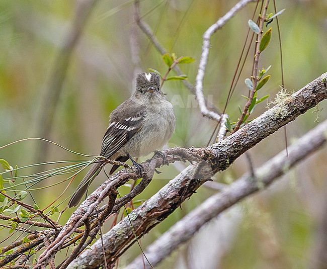 Greater Antillean elaenia (Elaenia fallax) in the Dominican Republic. stock-image by Agami/Pete Morris,