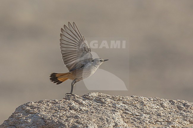 Persian Wheatear (Oenanthe chrysopygia) Taking off SAANR in Kuwait. stock-image by Agami/Vincent Legrand,