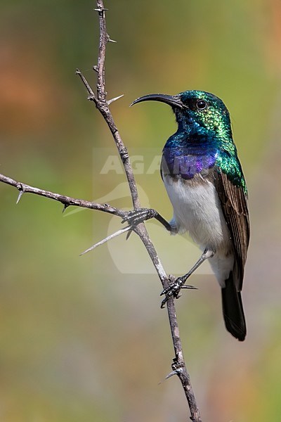 Male White-breasted Sunbird (Cinnyris talatala) perched on a branch in Angola. stock-image by Agami/Dubi Shapiro,