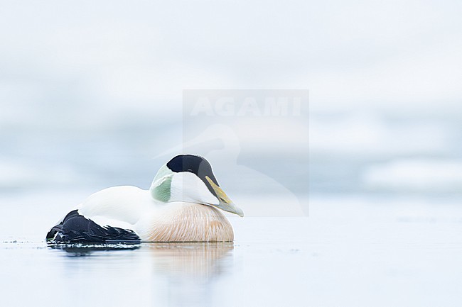 Eider, Common Eider, Somateria mollissima stock-image by Agami/Menno van Duijn,