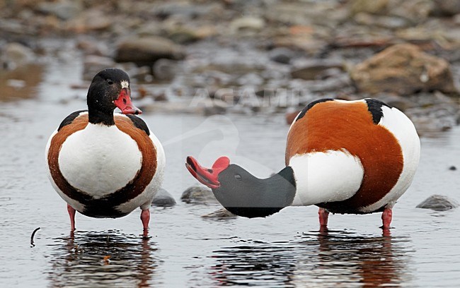 Paartje Bergeenden; Pair of Common Shelducks stock-image by Agami/Markus Varesvuo,