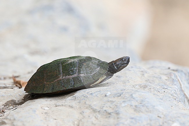 Asian leaf turtle (Cyclemys dentata) lying on a rock in Myanmar. stock-image by Agami/James Eaton,
