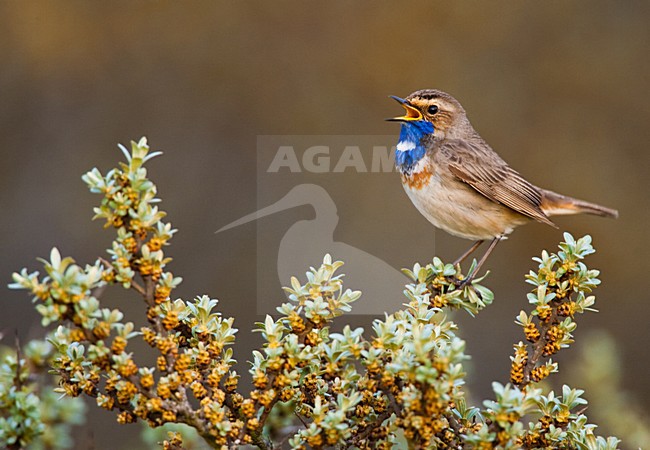 Blauwborst, White-spotted Bluethroat, Luscinia svecica stock-image by Agami/Menno van Duijn,