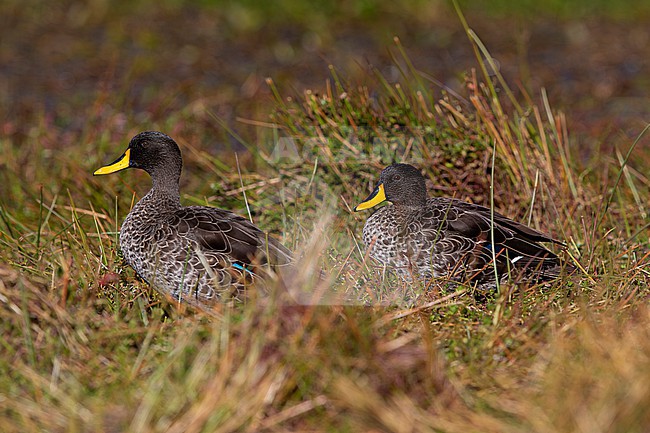 couple of adult yellow-billed ducks (Anas undulata) of the east african subspecies rueppelli is resting at a pond in the Gaysay Plains in Bale Mountains National Park in Ethiopia stock-image by Agami/Mathias Putze,