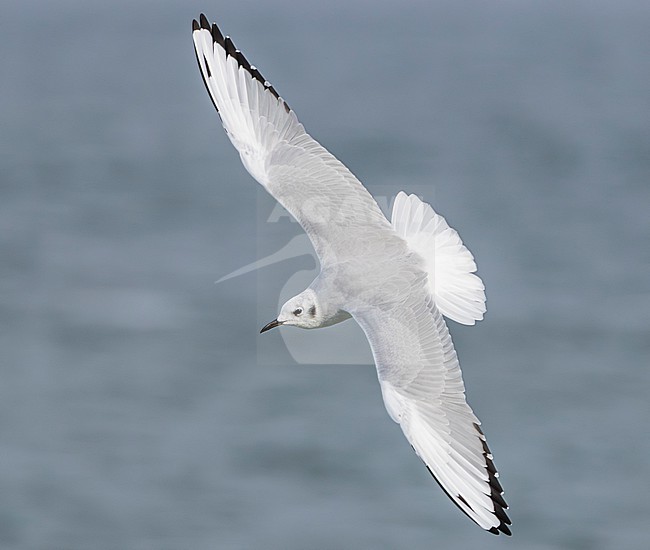 Bonaparte's gull (Chroicocephalus philadelphia) stock-image by Agami/Lennart Verheuvel,