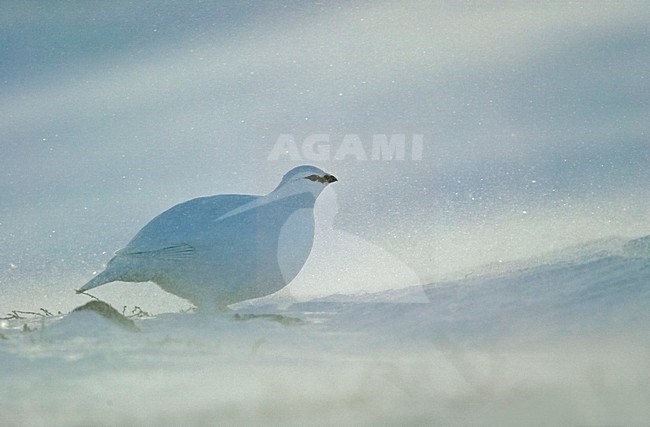 Alpensneeuwhoen; Rock Ptarmigan stock-image by Agami/Markus Varesvuo,