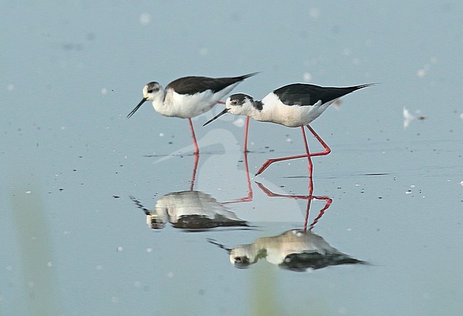 Male and female Black-winged Stilt looking for food in shallow water. stock-image by Agami/Renate Visscher,