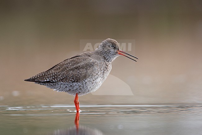 Volwassen Tureluur roepend; Adult Common Redshank calling stock-image by Agami/Markus Varesvuo,