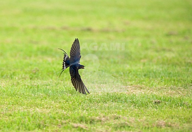 Barn Swallow Boerenzwaluw stock-image by Agami/Marc Guyt,