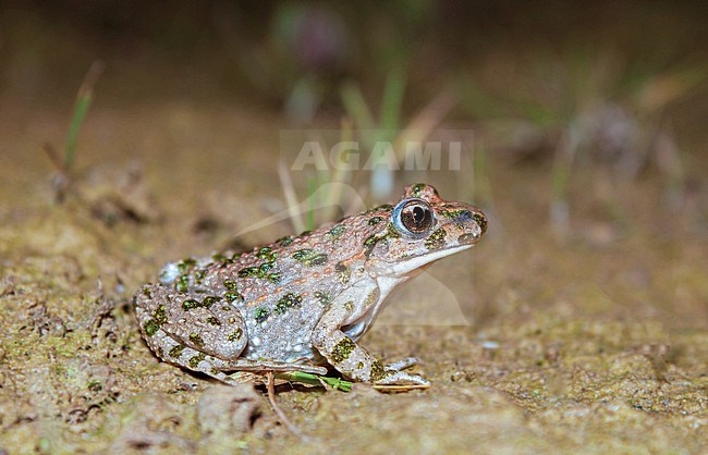 Parsley Frog (Pelodytes punctatus) taken the 21/03/2019 at Rennes - France. stock-image by Agami/Nicolas Bastide,