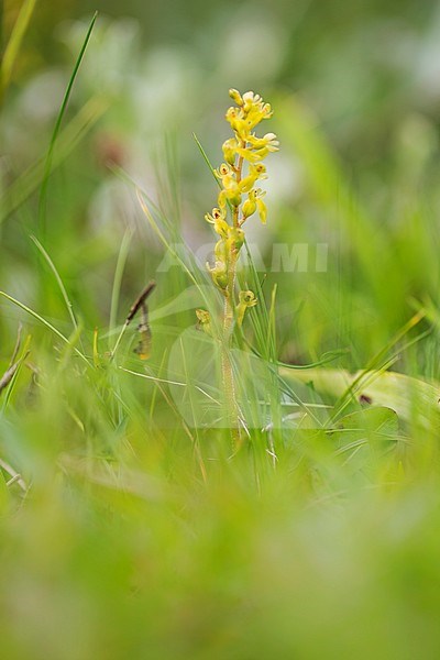 Common Twayblade flower stock-image by Agami/Wil Leurs,