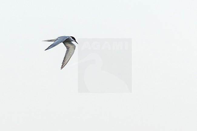 Adult White-cheeked Tern (Sterna repressa) in Israel. stock-image by Agami/Yoav Perlman,