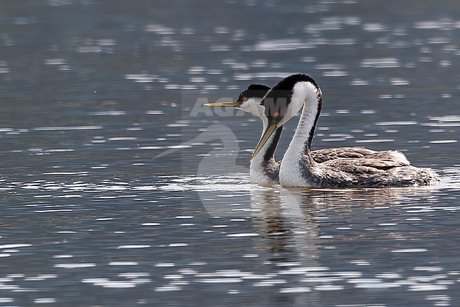 A couple of Western Grebe swimming together on the lake at Salmon Arm, British Colombia, Canada. stock-image by Agami/Jacob Garvelink,