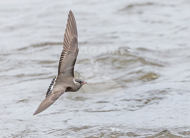 Rock pratincole, Glareola nuchalis nuchalis,  in Angola. stock-image by Agami/Pete Morris,