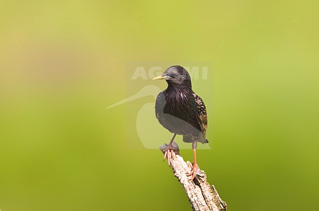 Volwassen Spreeuw in zit; Adult Common Starling perched stock-image by Agami/Marc Guyt,