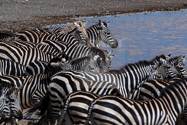 Rare amelanistic zebra (Equus quagga) in the Hidden Valley, Ndutu, Ngorongoro Conservation Area, Serengeti, Tanzania. stock-image by Agami/Sergio Pitamitz,
