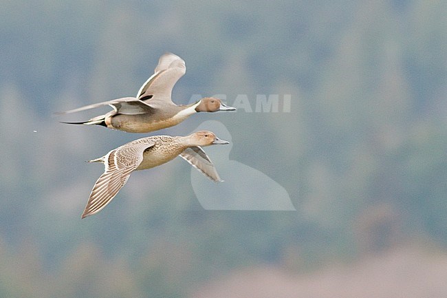 Northern Pintail (Anas acuta) flying in Victoria, BC, Canada. stock-image by Agami/Glenn Bartley,