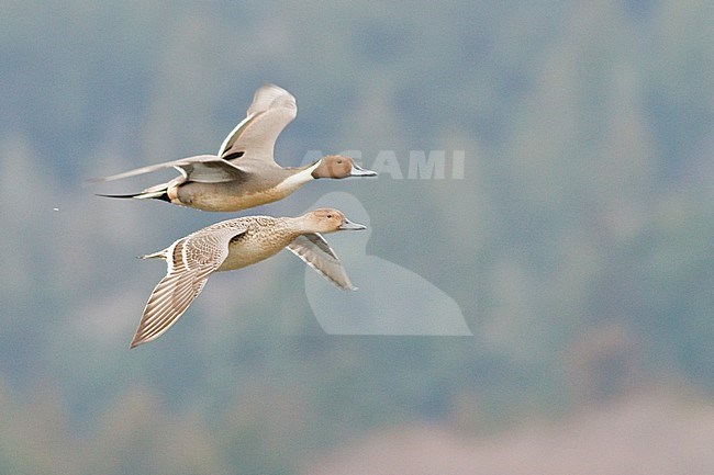 Northern Pintail (Anas acuta) flying in Victoria, BC, Canada. stock-image by Agami/Glenn Bartley,