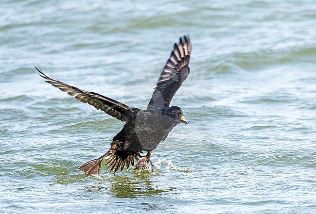 Male Common Scoter (Melanitta nigra) landing on the water of the North sea at the zuidpier of IJmuiden, Netherlands. stock-image by Agami/Marc Guyt,