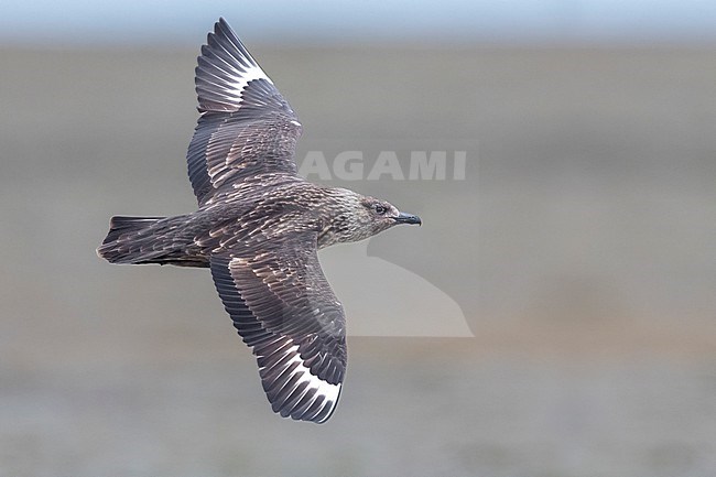 Great Skua (Stercorarius skua), side view of an adult in flight, Southern Region, Iceland stock-image by Agami/Saverio Gatto,