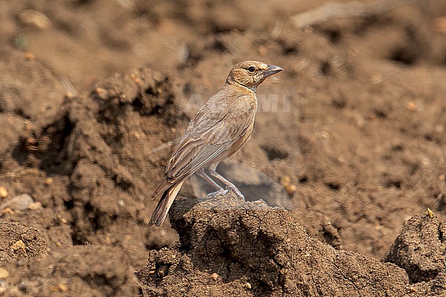 Rufous-tailed Lark (Ammomanes phoenicura testacea) perched on the ground in a ploughed field in the Western Ghats in India. This species is declining moderately rapidly and is categorized as Near Threatened by BirdLife International. stock-image by Agami/Andy & Gill Swash ,