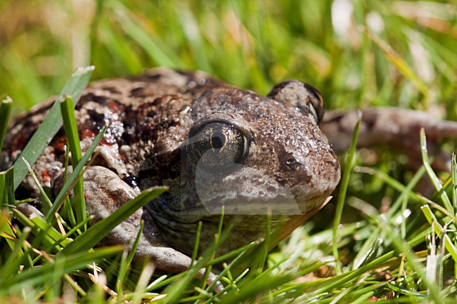 Knoflookpad, Common Spadefoot stock-image by Agami/Theo Douma,