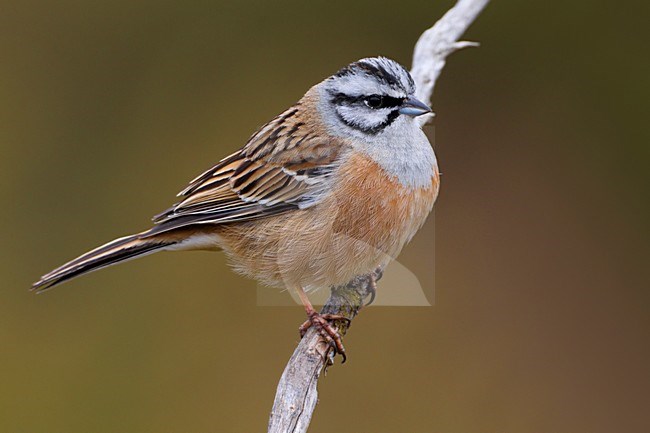 Mannetje Grijze Gors in een tak; Male Rock Bunting perched on a branch stock-image by Agami/Daniele Occhiato,