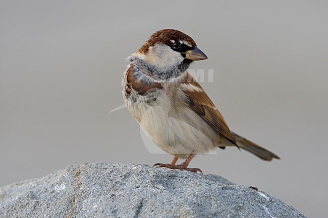 Mannetje Italiaanse Mus; Male Italian Sparrow stock-image by Agami/Daniele Occhiato,