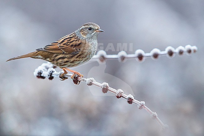 Wintering Dunnock (Prunella modularis) perched on a small frost covered twig in Italy. stock-image by Agami/Daniele Occhiato,