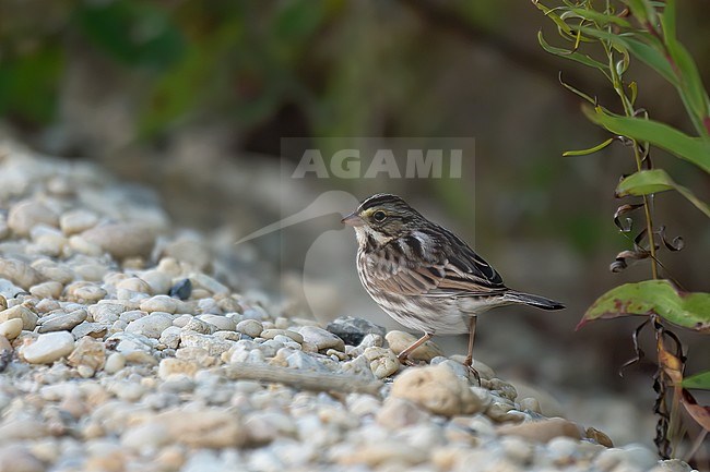 Savannah Sparrow (Passerculus sandwichensis sandwichensis), side view of bird standing on pebbles stock-image by Agami/Kari Eischer,