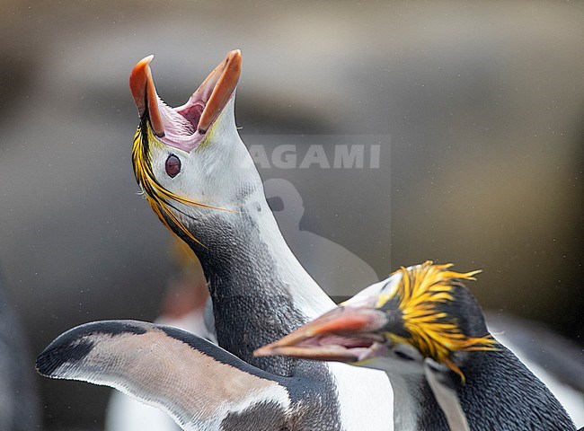 Pair of Royal Penguins (Eudyptes schlegeli) in courtship on Macquarie islands, Australia stock-image by Agami/Marc Guyt,