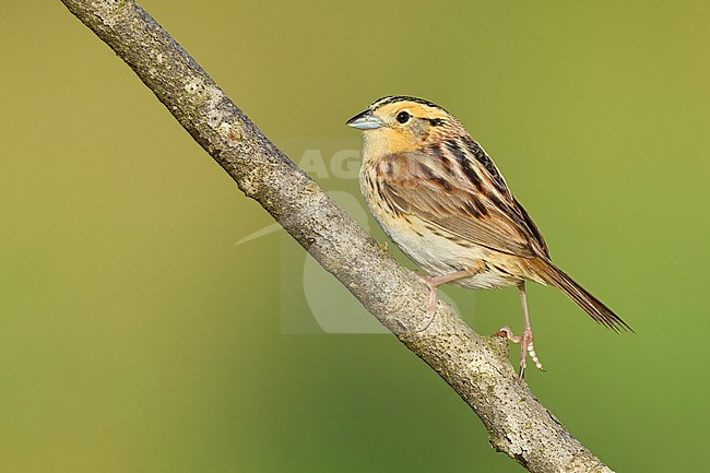 Adult LeConte's Sparrow, Ammospiza leconteii
St. Louis Co., MN stock-image by Agami/Brian E Small,