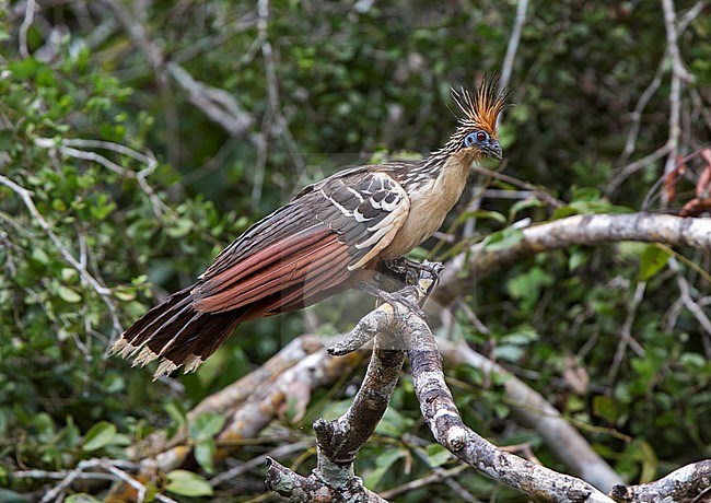 Hoatzin (Opisthocomus hoazin) perched on a branch over a river in Amazonian Brazil stock-image by Agami/Andy & Gill Swash ,