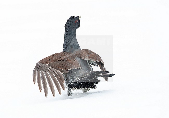 Male Western Capercaillie (Tetrao urogallus) during a cold winter in Northern Finland. With wings spread after a jump, in a meadow covered with fresh snow. stock-image by Agami/Marc Guyt,