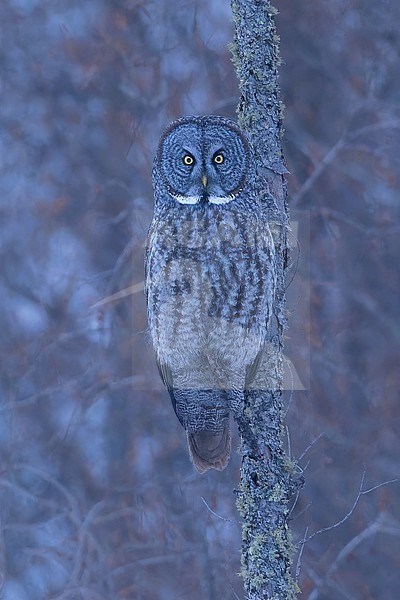 Great Grey Owl (Strix nebulosa) Perched on a branch in Minnesota stock-image by Agami/Dubi Shapiro,