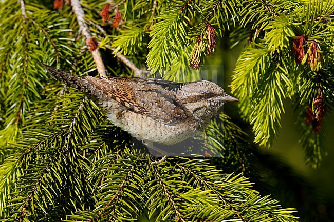 Eurasian Wryneck perched on branch; Draaihals zittend op tak stock-image by Agami/Markus Varesvuo,