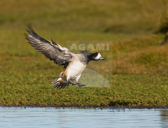 Chileense Smient in de vlucht; Chilean Wigeon in flight stock-image by Agami/Marc Guyt,
