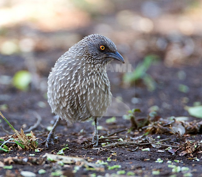 Pijlpuntbabbelaar, Arrow-marked Babbler, Turdoides jardineii stock-image by Agami/Marc Guyt,