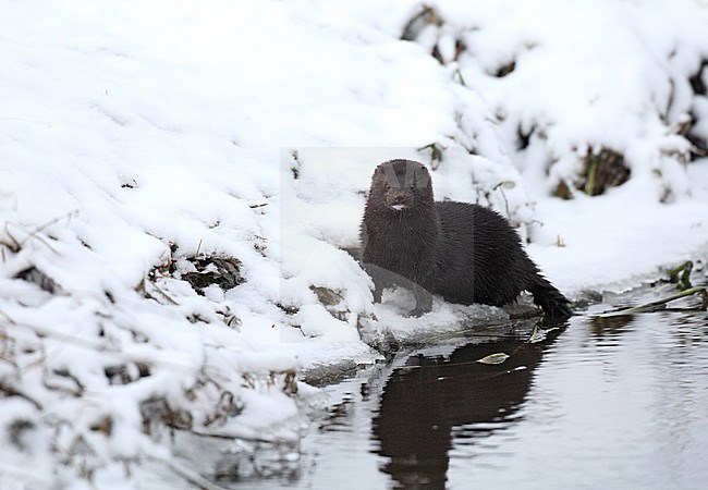 American Mink (Neovison vison) standing along on a snow covered bank along a small river at Niva in Denmark. stock-image by Agami/Helge Sorensen,