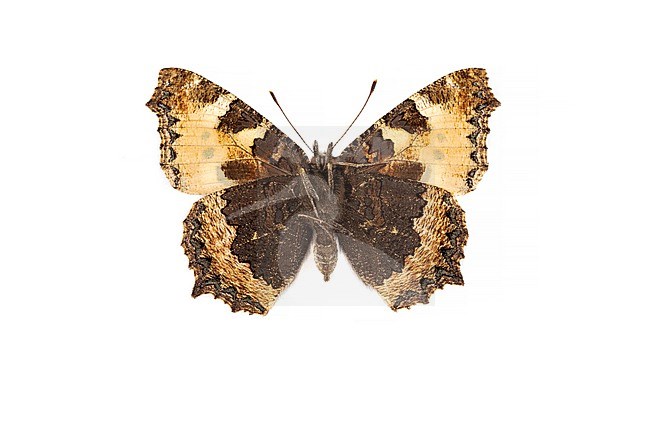 Small Tortoiseshell; Kleine vos; Aglais urticae stock-image by Agami/Wil Leurs,