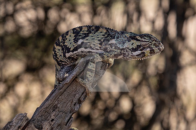 A flap-necked chameleon, Chamaeleo dilepis, on a branch. Ndutu, Ngorongoro Conservation Area, Tanzania. stock-image by Agami/Sergio Pitamitz,