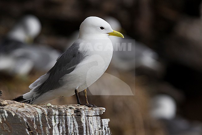 Black-legged Kittiwake (Rissa tridactyla), adult standing on a rock stock-image by Agami/Saverio Gatto,