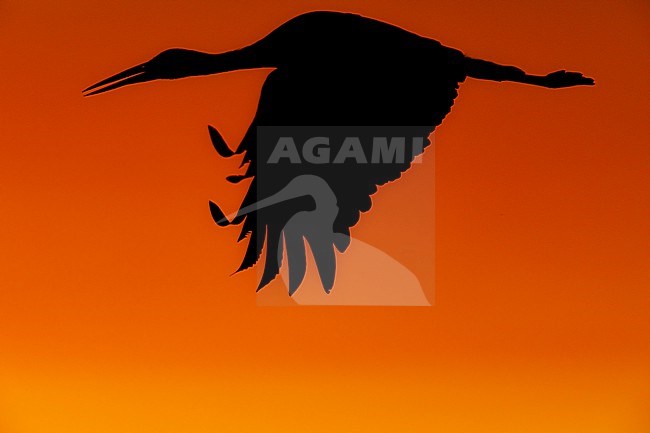 Adult White Stork (Ciconia ciconia) flying in front of the sunset during early summer in The Netherlands. stock-image by Agami/Edwin Winkel,