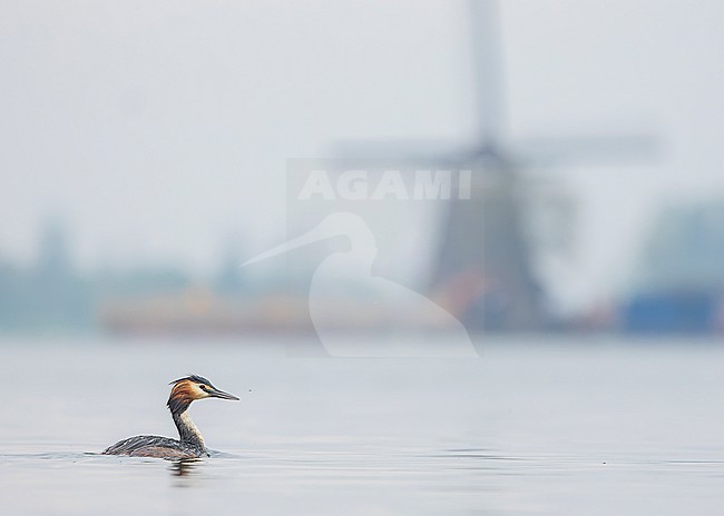 Great crested grebe (Podiceps cristatus) on flat lake, showing environment with windmill in the background. stock-image by Agami/Lennart Verheuvel,
