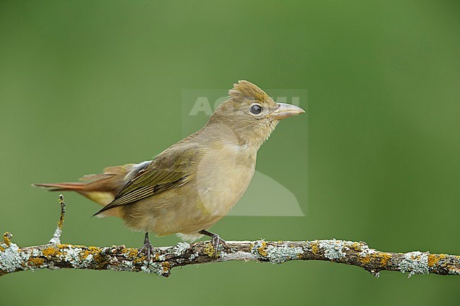 Adult female Summer Tanager (Piranga rubra)
Galveston Co., Texas, USA stock-image by Agami/Brian E Small,