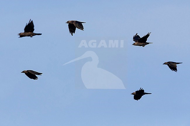 Western Jackdaw, flock in flight, Campania, Italy (Coloeus monedula) stock-image by Agami/Saverio Gatto,